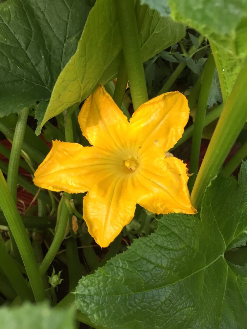 Yellow zucchini blossom among green leaves