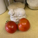 Tomato Broody Hen