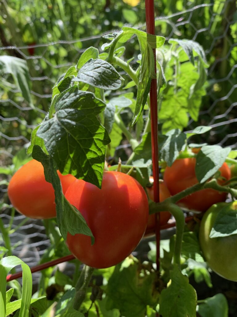 Tomato Broody Hen on the vine