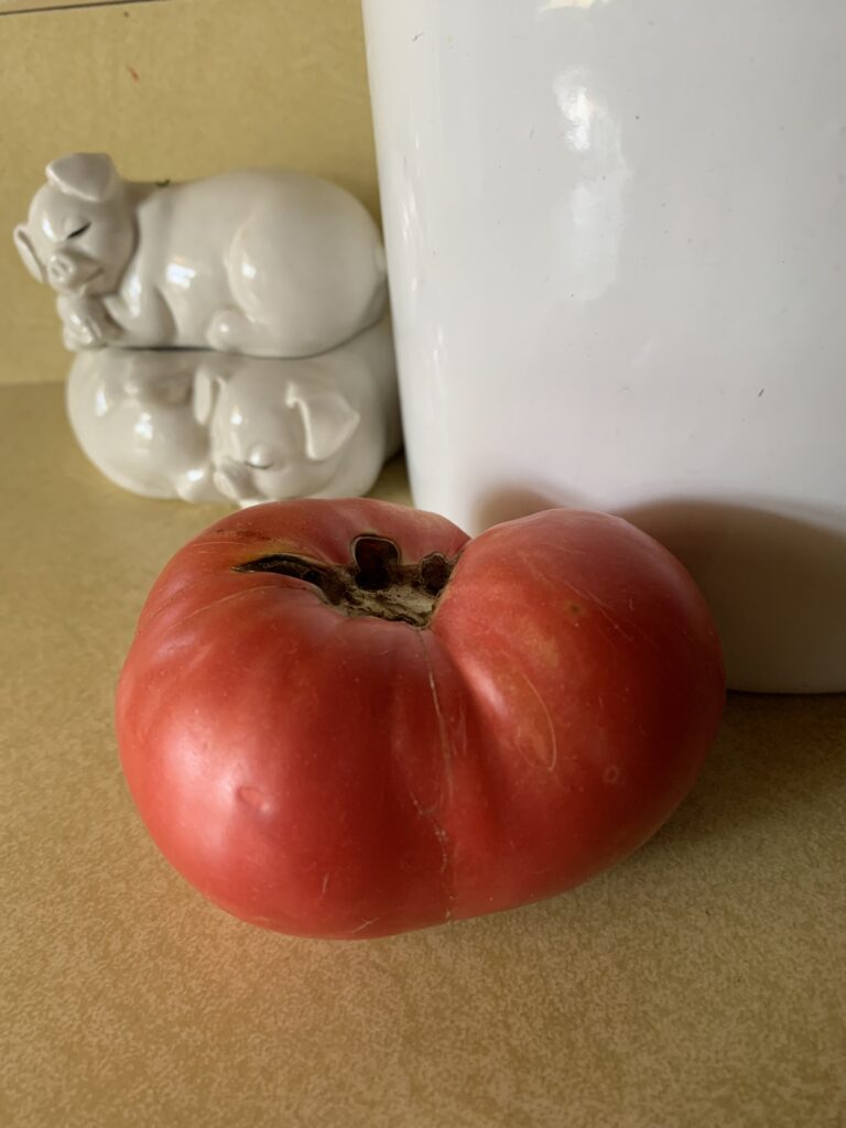 Tomato Greek Rose (my pic)