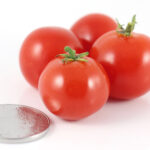 Tomato Minibel (courtesy Heritage Seed Market)