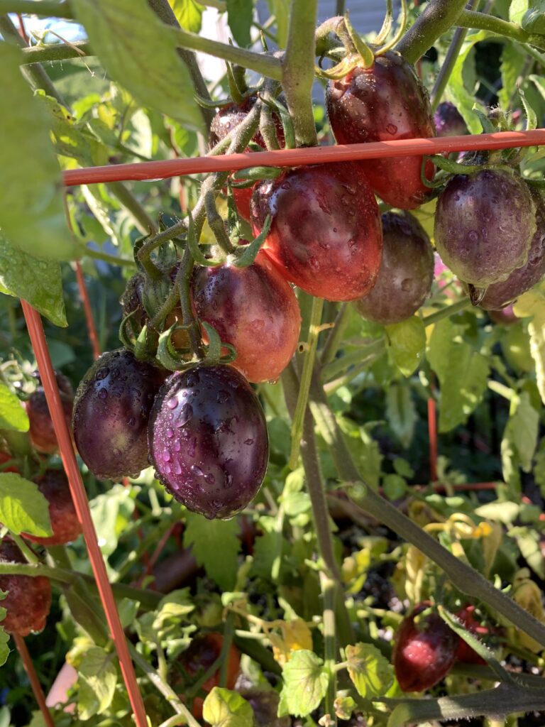 Dwarf Mocha Cherry - A new FAVORITE of Contrary Mary!