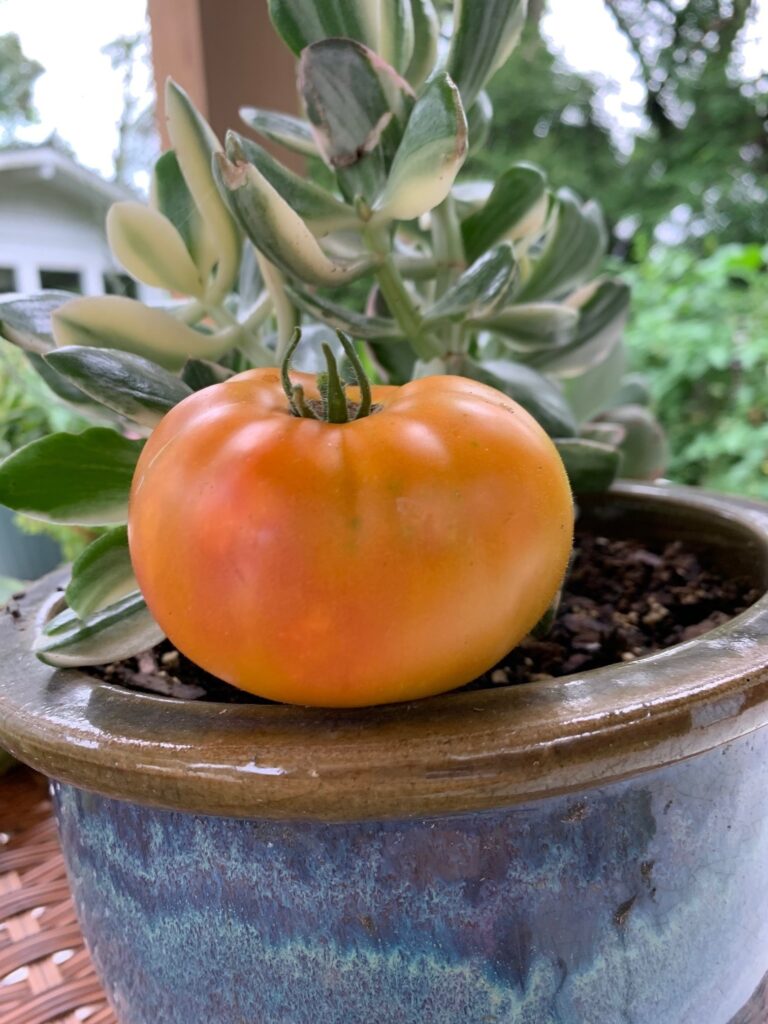 Tomato Dwarf Caitydid