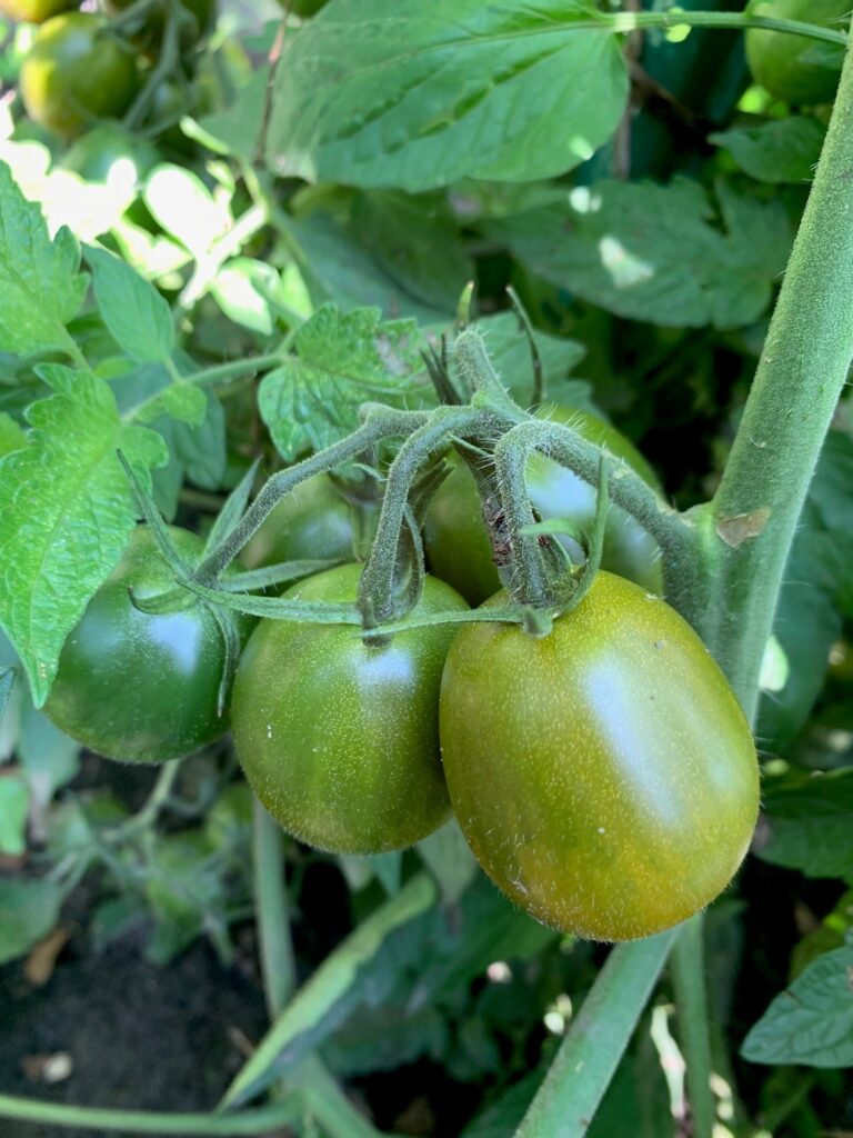 Tomato Evil Olive