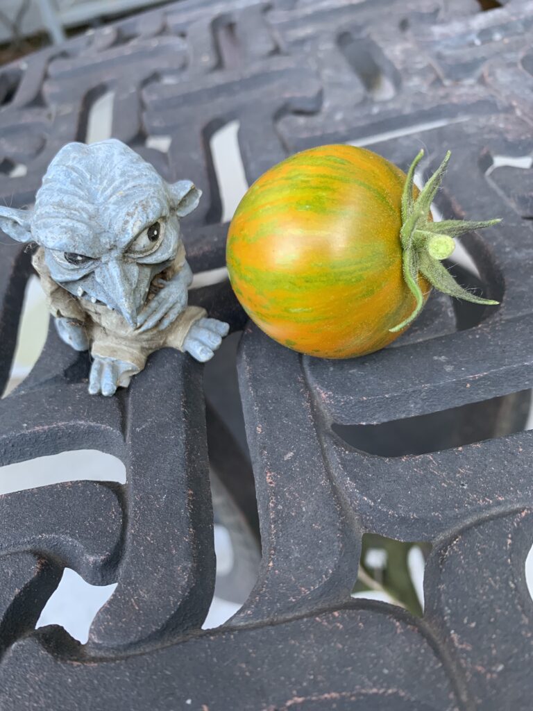 Tomato Dwarf Numbat