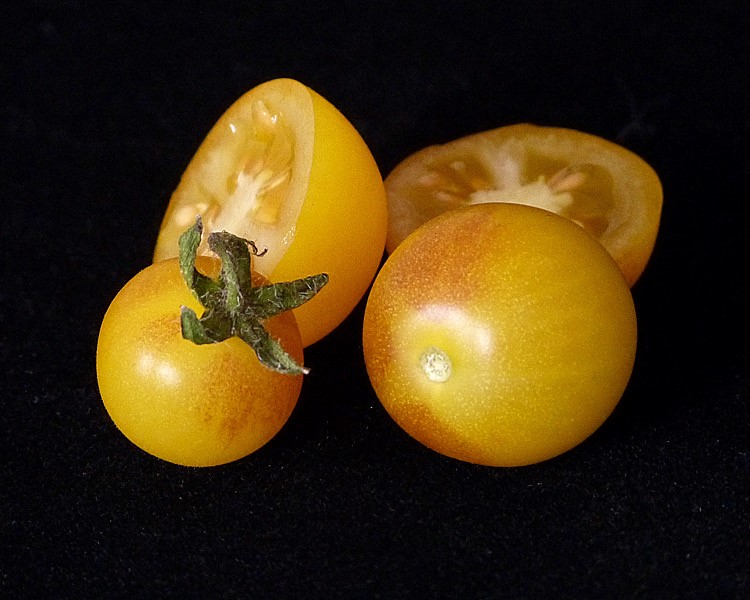 Tomato Gold Pearl (Microdwarf)
