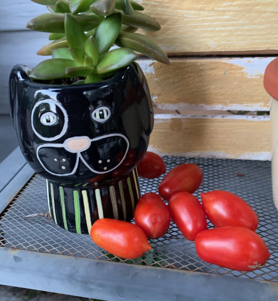 Tomato Mini Marzano 2