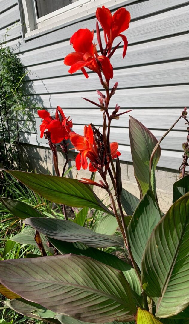 Canna Bronze Scarlet