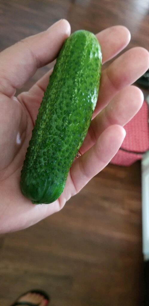 Cucumber Snow’s Fancy Pickling