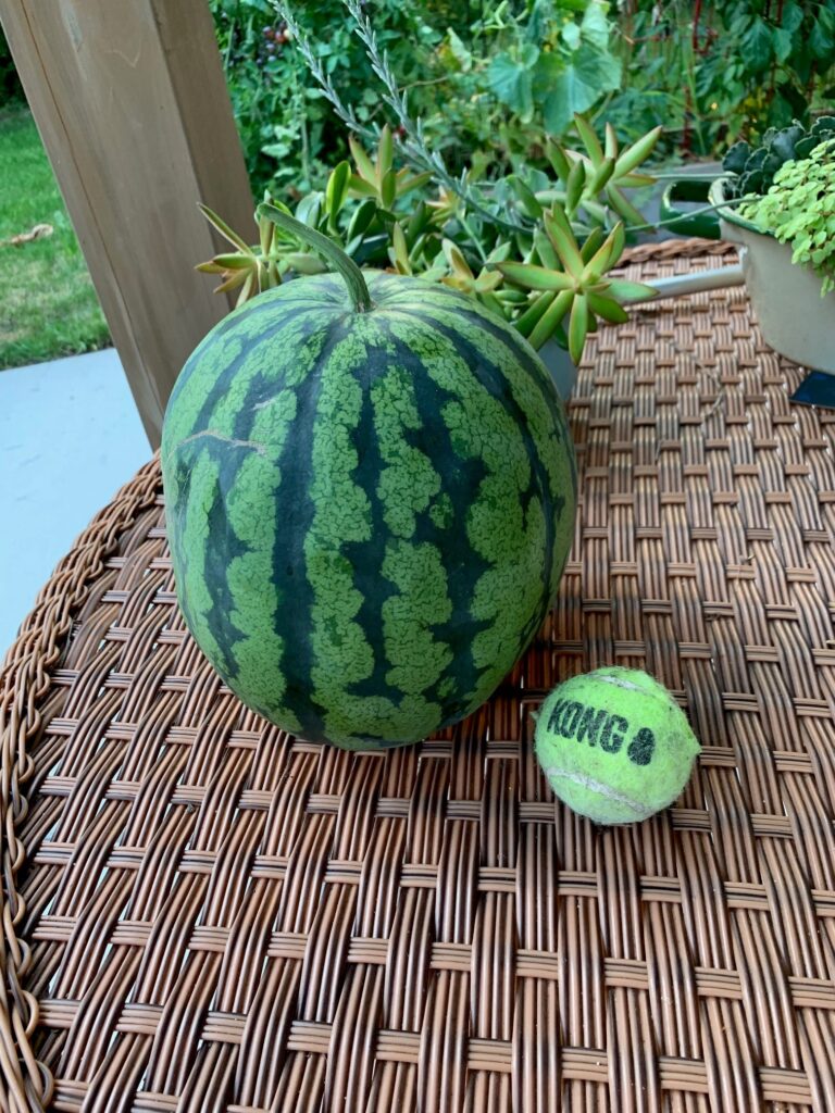 Leelanau Sweetglo Watermelon
