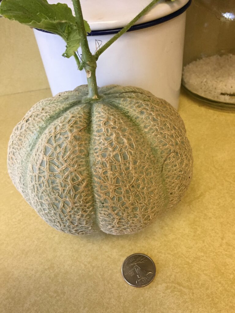 Melon Minnesota Midget