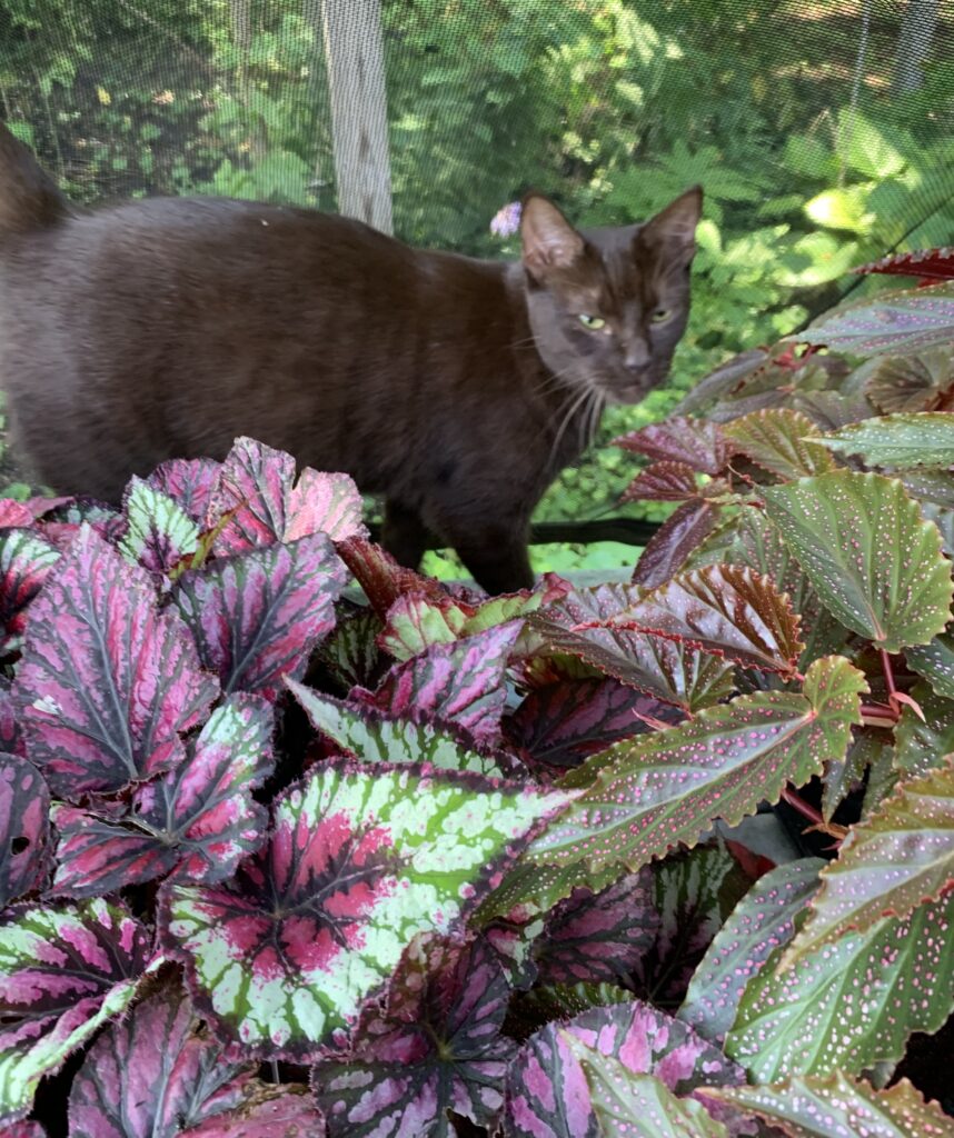 Rex Begonias are some of Contrary Mary’s (and Maggie May’s) Faves!