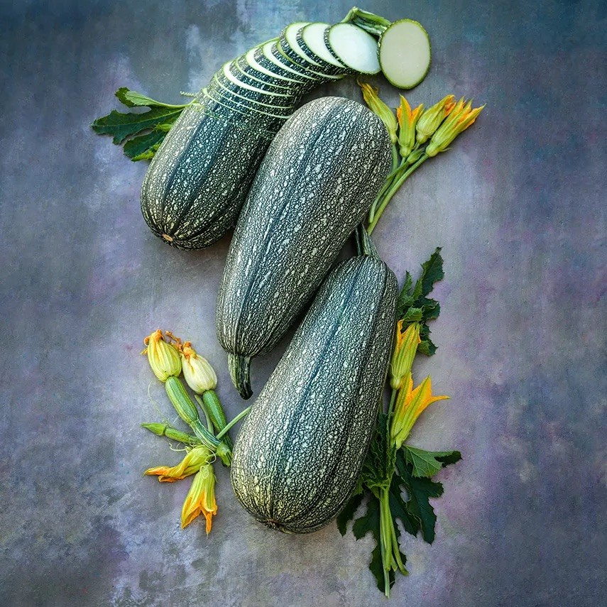 Zucchini Gray