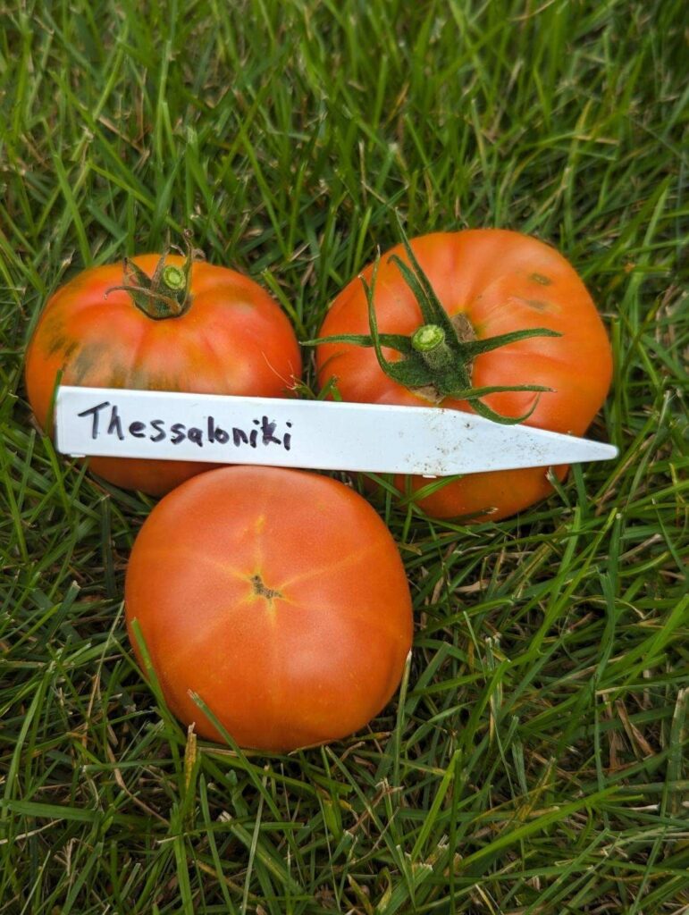 Tomato Thessaloniki courtesy customer Jen