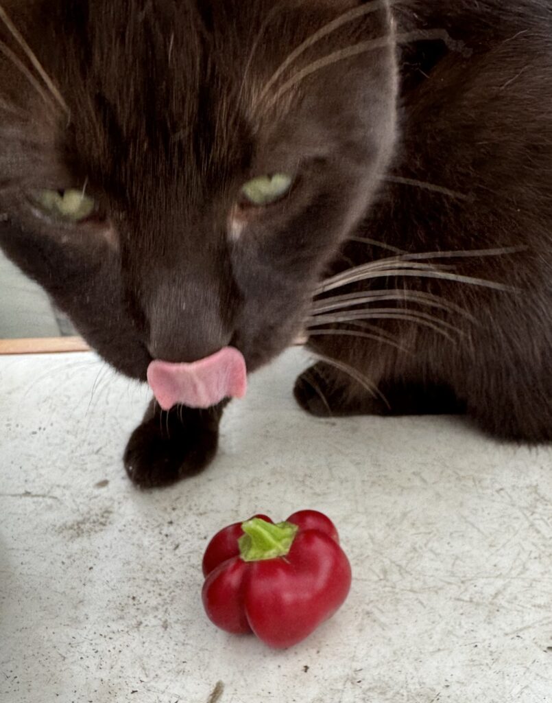 Pepper Sheepnose Pimento Maggie sez yum!