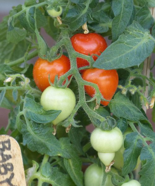 Cluster of tiny pear-shaped tomato fruits