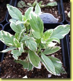 Picture: Basil Pesto Perpertua